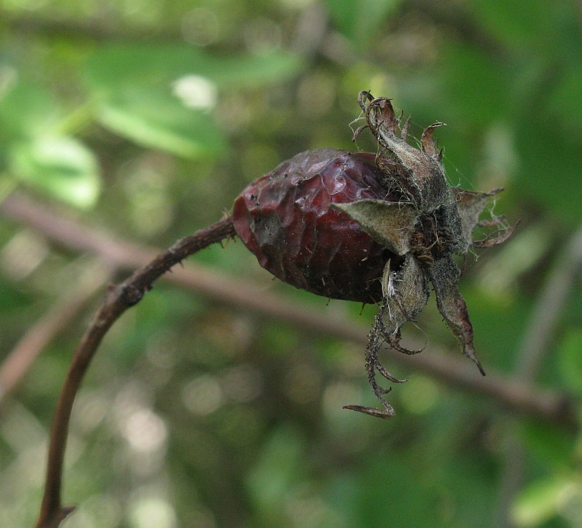 Image of Rosa uncinella specimen.