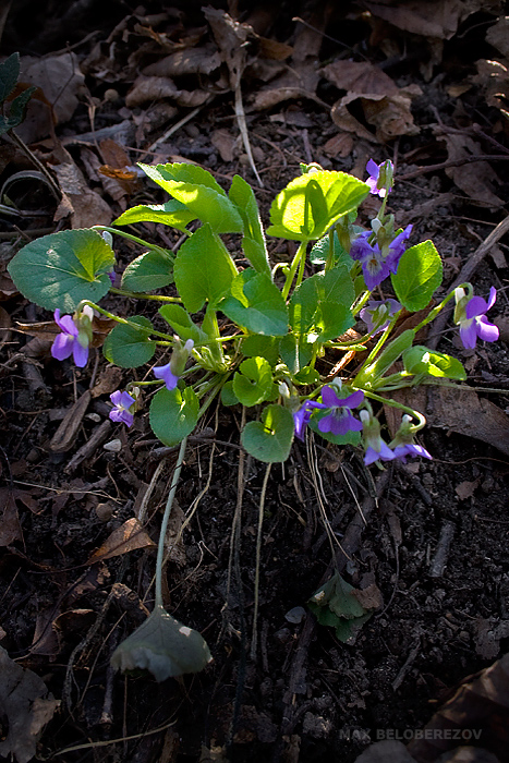 Image of Viola collina specimen.