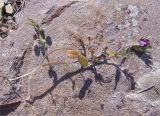 Vicia lathyroides