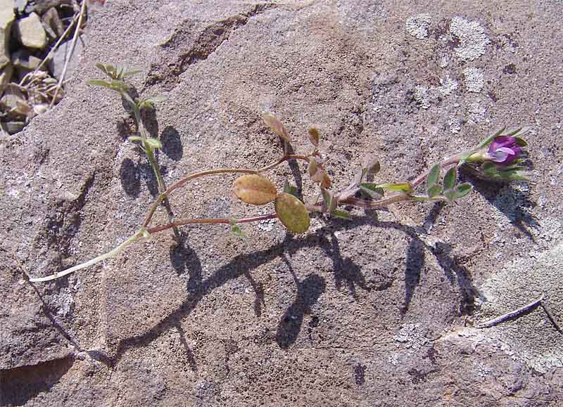 Изображение особи Vicia lathyroides.