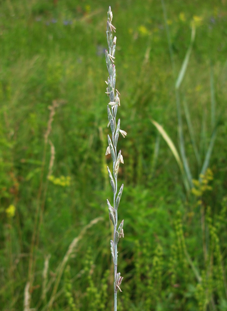 Image of Elytrigia intermedia specimen.