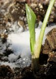 Arum maculatum