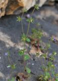 Campanula erinus. Цветущее растение. Israel, Mount Carmel. 17.04.2011.