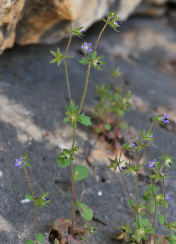 Изображение особи Campanula erinus.