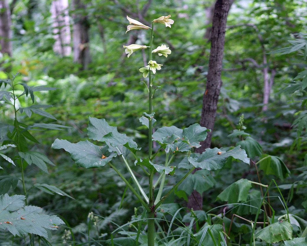 Изображение особи Cardiocrinum cordatum.