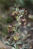 Matthiola odoratissima