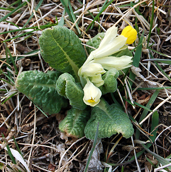 Image of Primula macrocalyx specimen.
