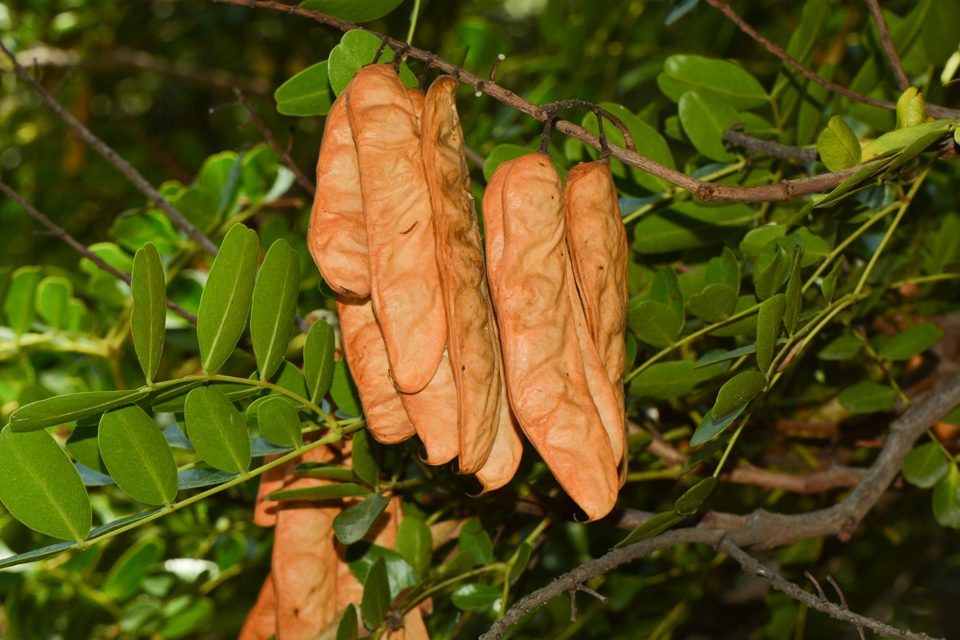 Изображение особи Caesalpinia spinosa.