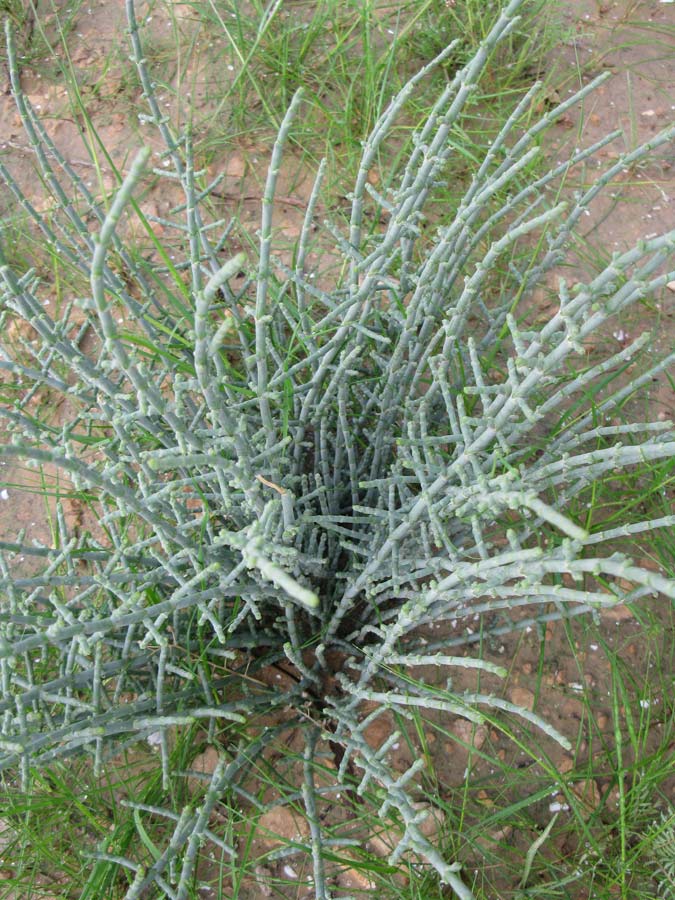 Изображение особи Anabasis articulata.