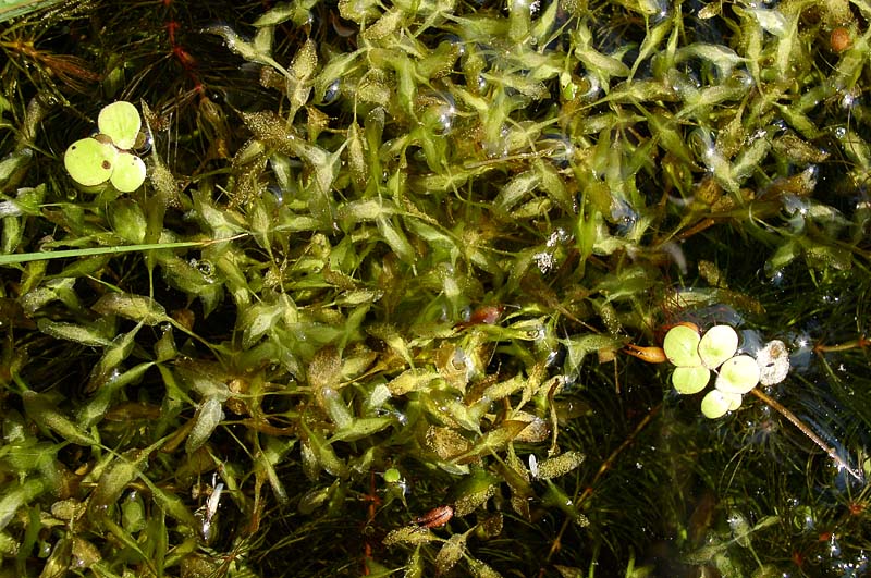 Image of Lemna trisulca specimen.