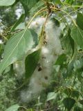 Populus nigra