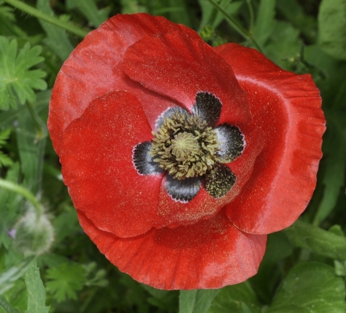 Image of Papaver rhoeas specimen.