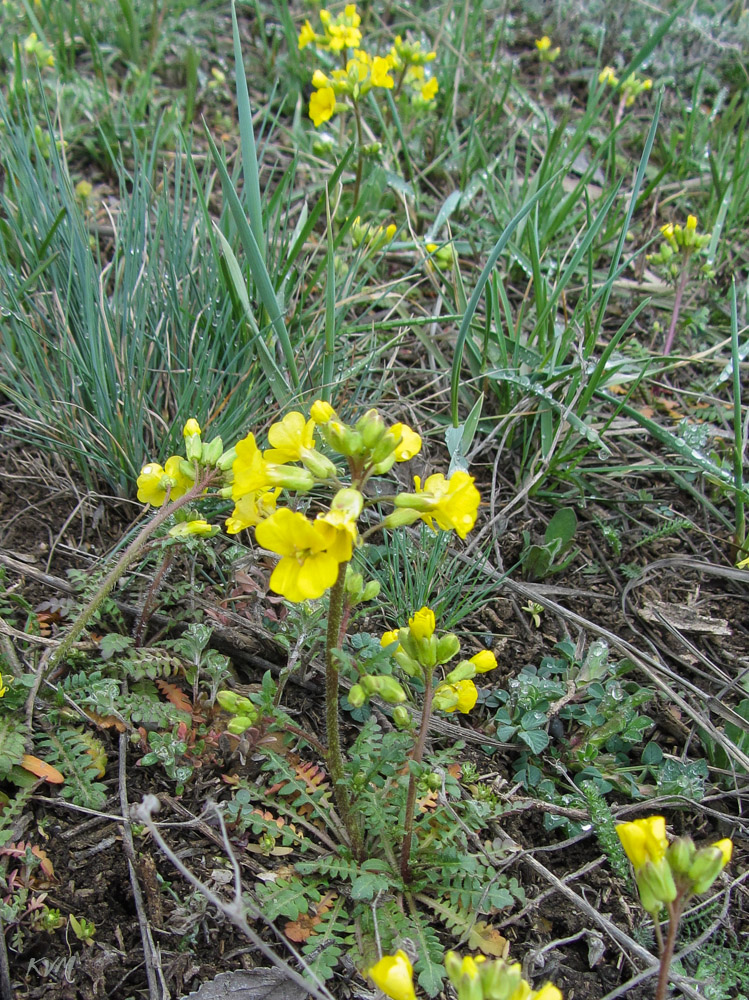 Изображение особи Chorispora sibirica.