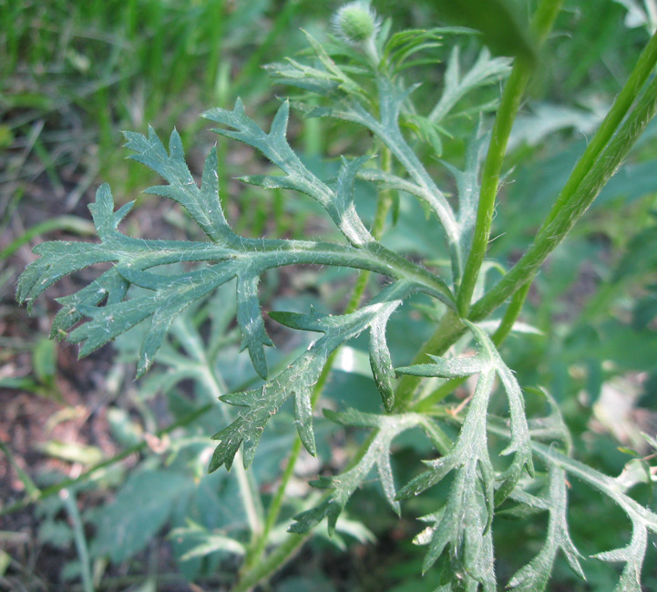 Изображение особи Papaver hybridum.