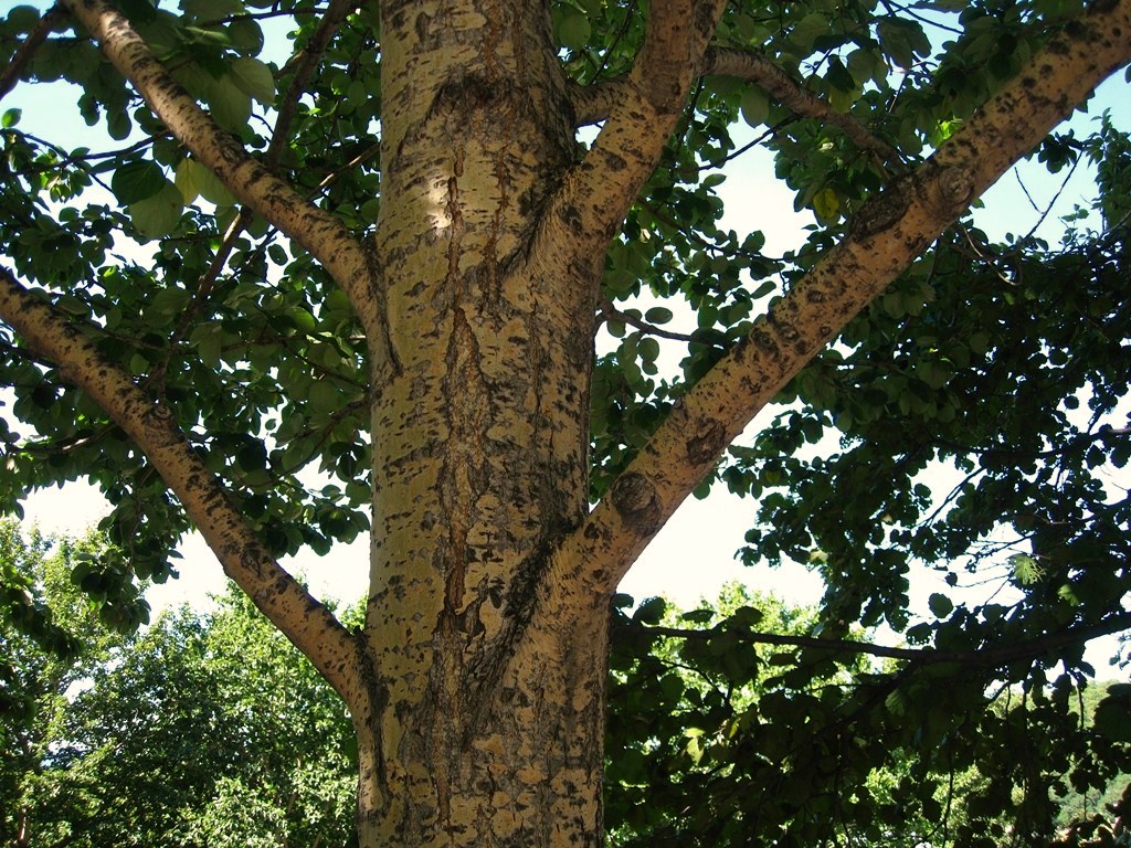 Image of Populus suaveolens specimen.