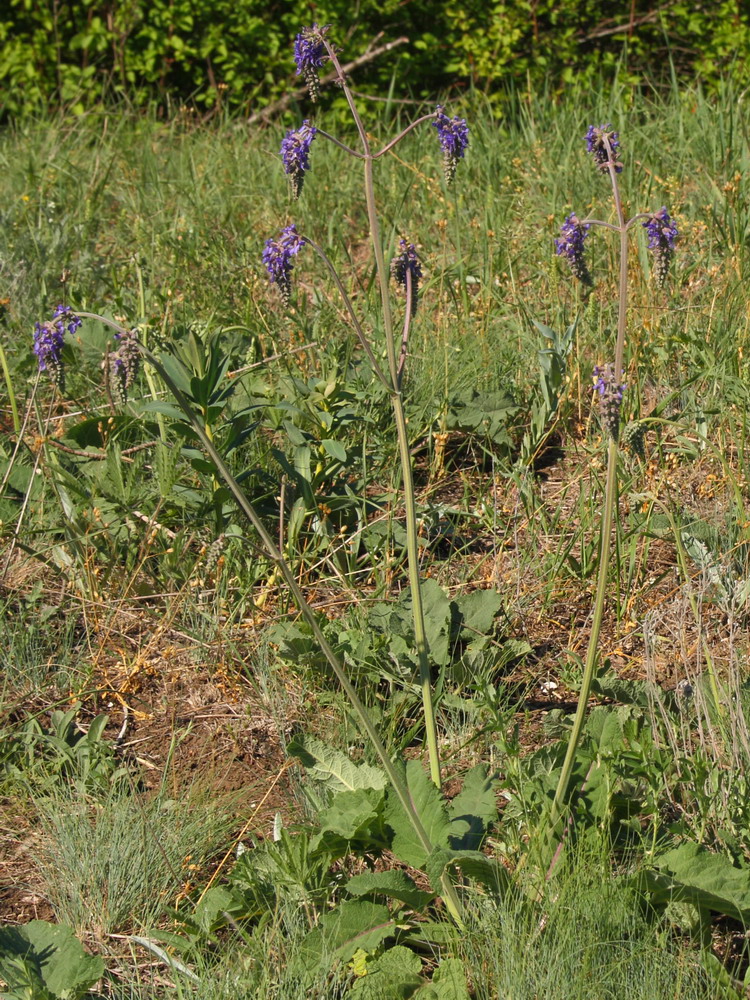 Image of Salvia nutans specimen.