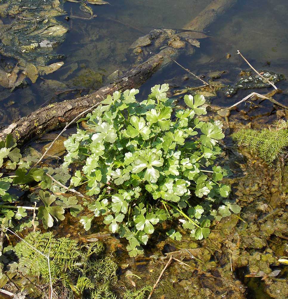 Изображение особи Ranunculus sceleratus.