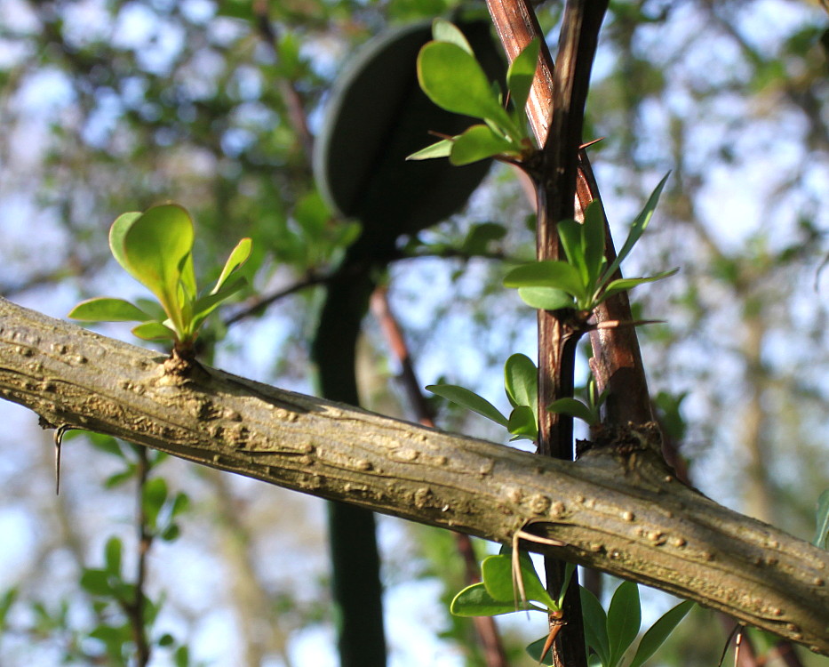Image of Berberis salicaria specimen.