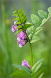 Vicia sepium. Верхушка цветущего растения с муравьями. Санкт-Петербург, Петергоф, Луговой парк. 01.06.2013.