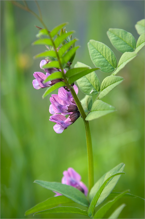 Image of Vicia sepium specimen.