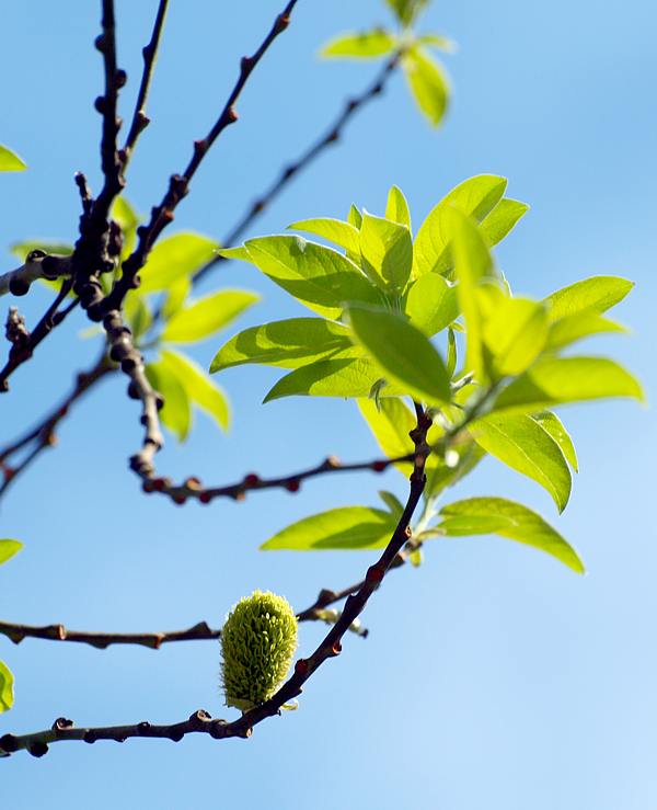 Изображение особи Salix caprea.