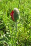 Papaver setiferum. Распускающийся бутон. Беларусь, Минская обл., Смолевичский р-н, мемориал \"Курган славы\", луг. 14.06.2013.