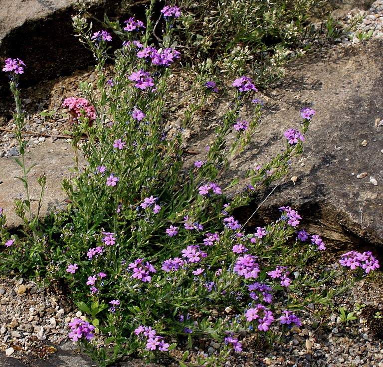 Image of Erinus alpinus specimen.