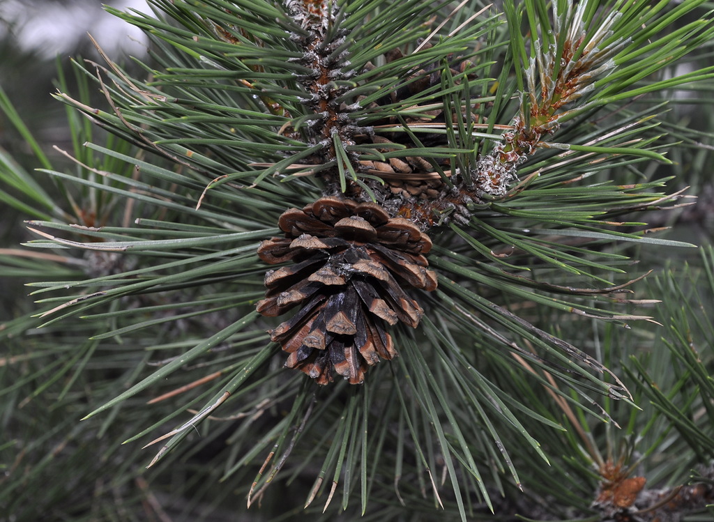 Изображение особи Pinus pallasiana.