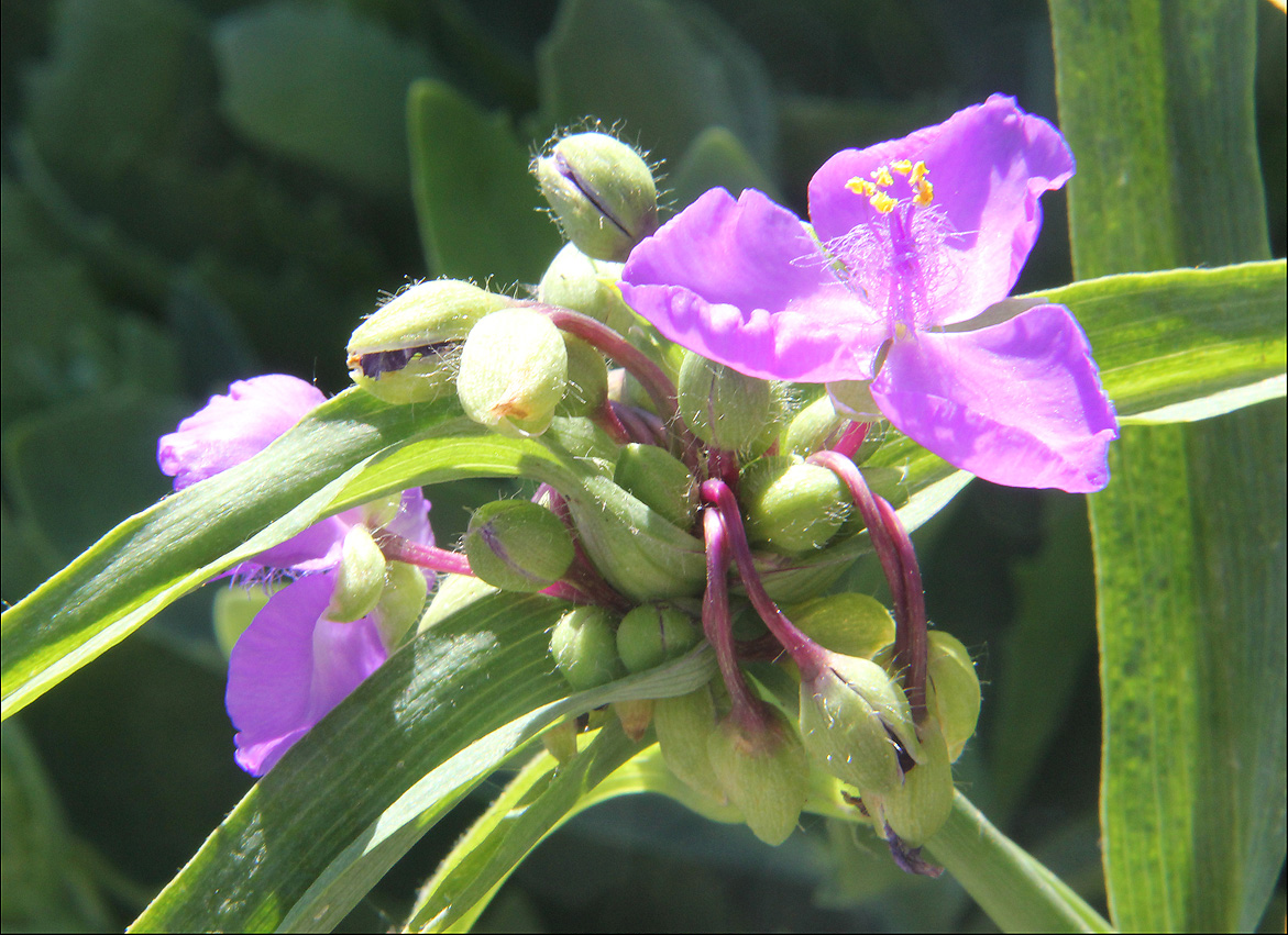 Image of Tradescantia virginiana specimen.