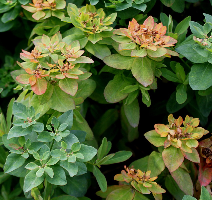 Image of Euphorbia epithymoides specimen.