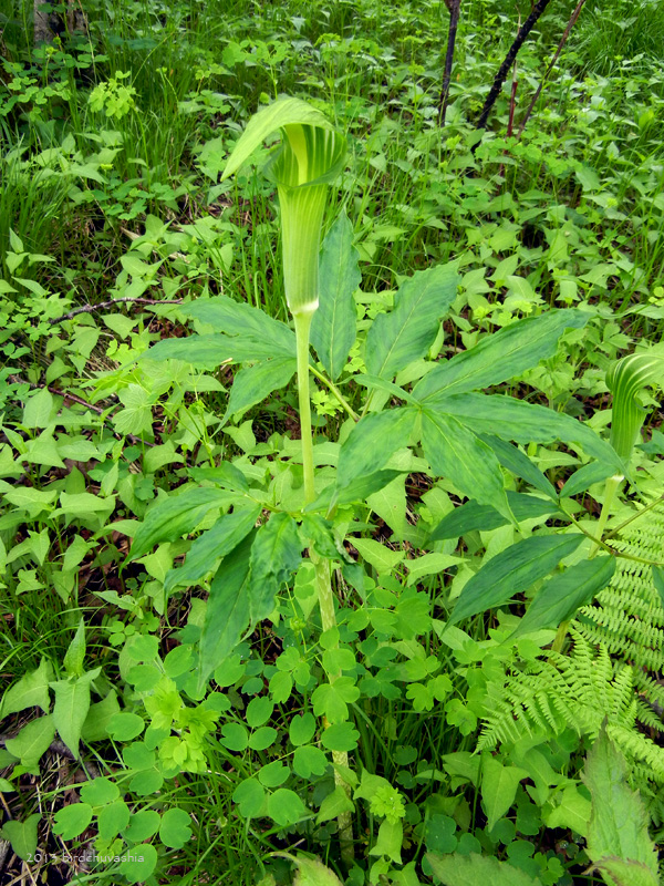 Изображение особи Arisaema japonicum.