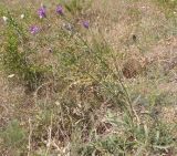 Centaurea adpressa