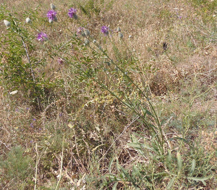 Изображение особи Centaurea adpressa.