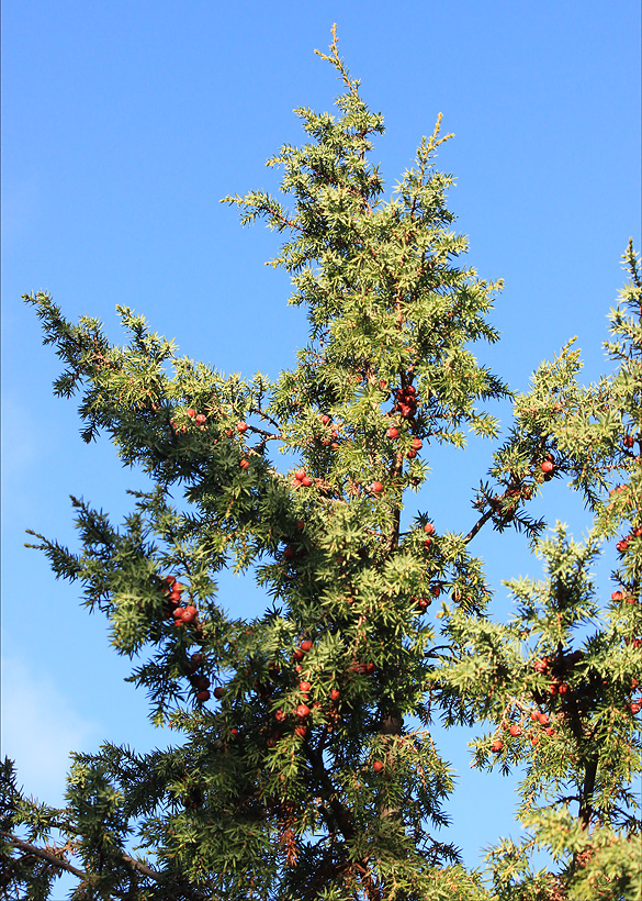 Изображение особи Juniperus deltoides.