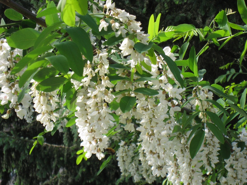 Изображение особи Robinia pseudoacacia.