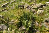 Dryopteris oreades