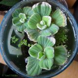 Pistia stratiotes