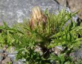 Carlina acaulis ssp. caulescens
