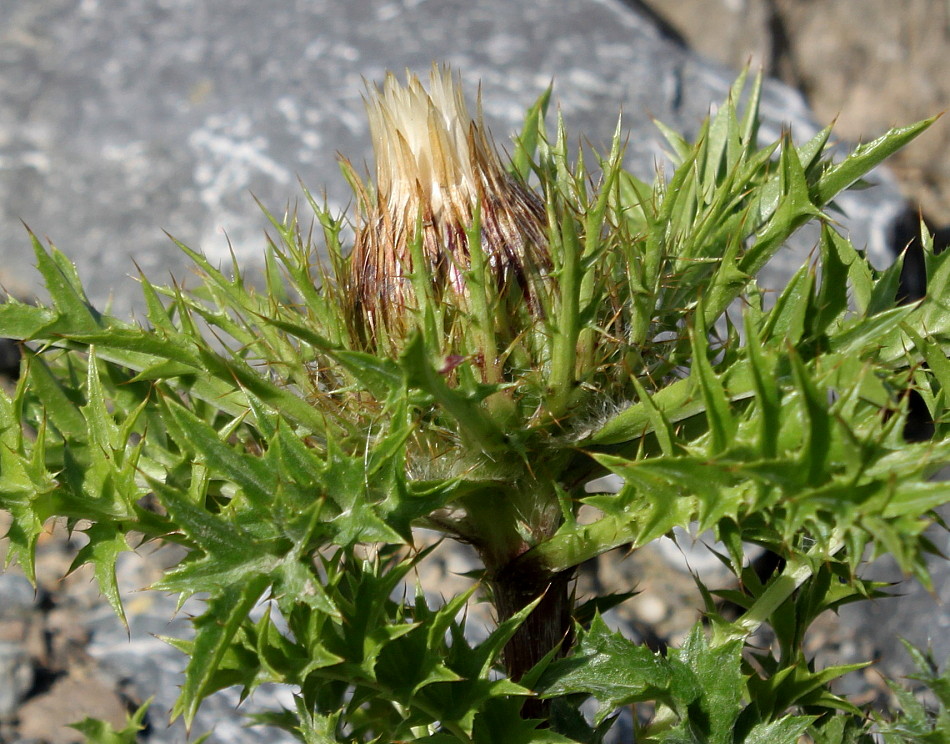 Изображение особи Carlina acaulis ssp. caulescens.