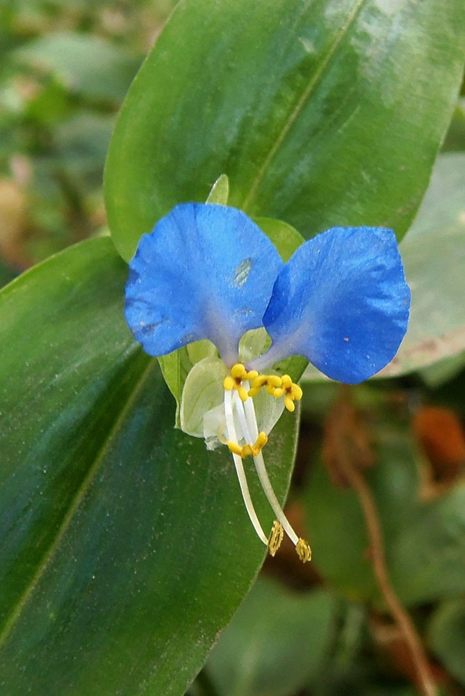 Image of Commelina communis specimen.