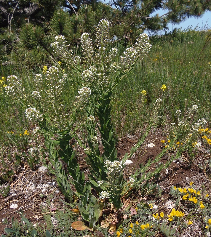 Изображение особи Lepidium campestre.