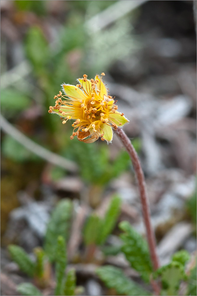 Изображение особи Dryas octopetala.