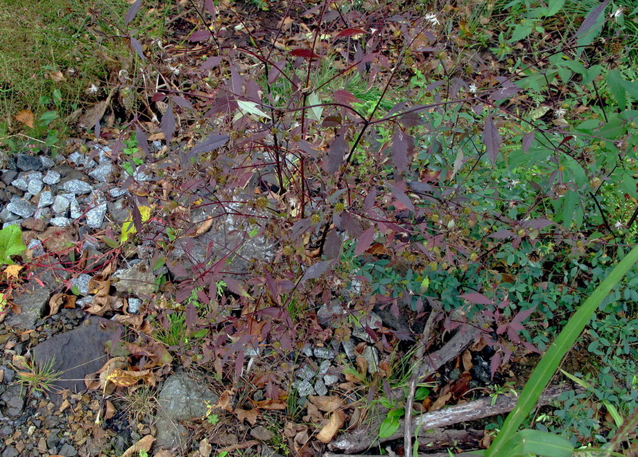 Image of Bidens frondosa specimen.