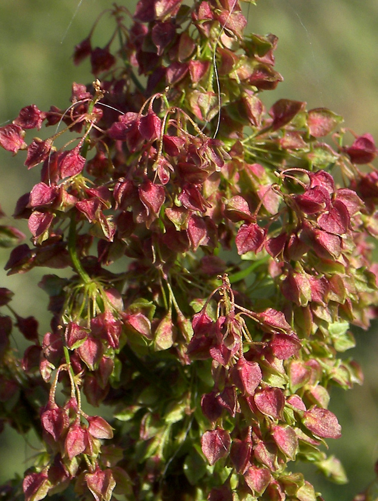 Изображение особи Rumex alpinus.