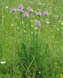 Allium schoenoprasum. Цветущее растение. Иркутская обл., окр. пос. Большая Речка, влажный луг. 19.07.2013.
