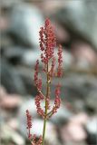 Rumex thyrsiflorus. Соцветие. Карелия, Лоухский р-н, окр. пос. Чкаловский, берег Белого моря. 15.06.2013.