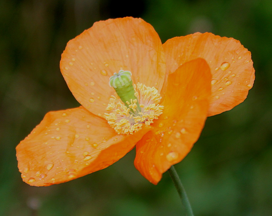 Изображение особи Papaver rupifragum.