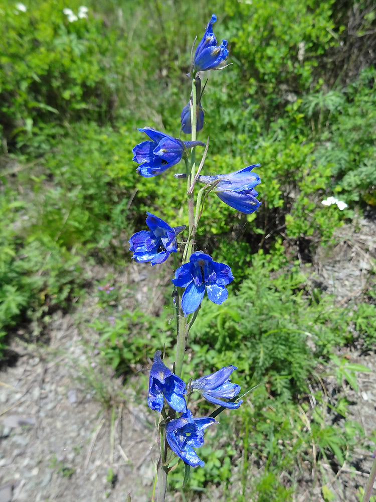 Image of Delphinium laxiflorum specimen.