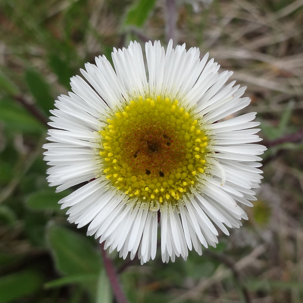 Image of Erigeron eriocalyx specimen.