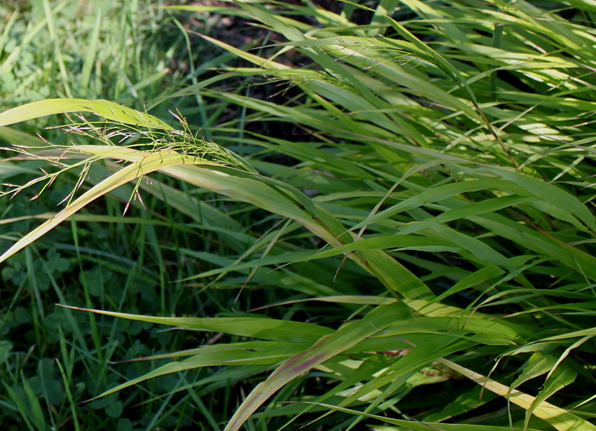 Изображение особи Hakonechloa macra.